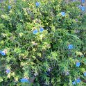Lithodora diffusa P19 (2)